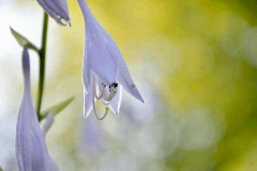 Hosta med lilla blomsterklokke. Foto.