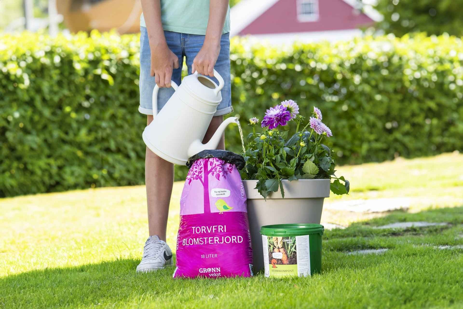 Torvfri blomsterjord med Vermikompost. Gutt vanner plante i potte. Foto. 