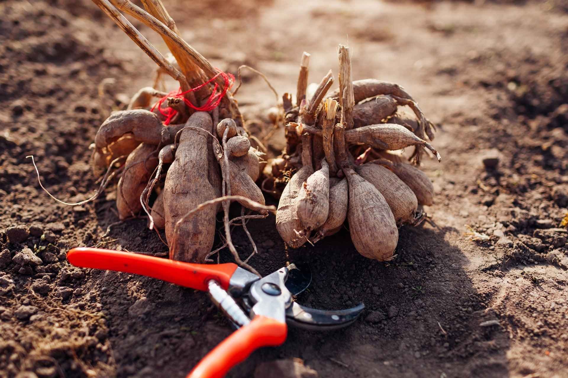 Deling av georgineknoll før utplanting. Foto. 