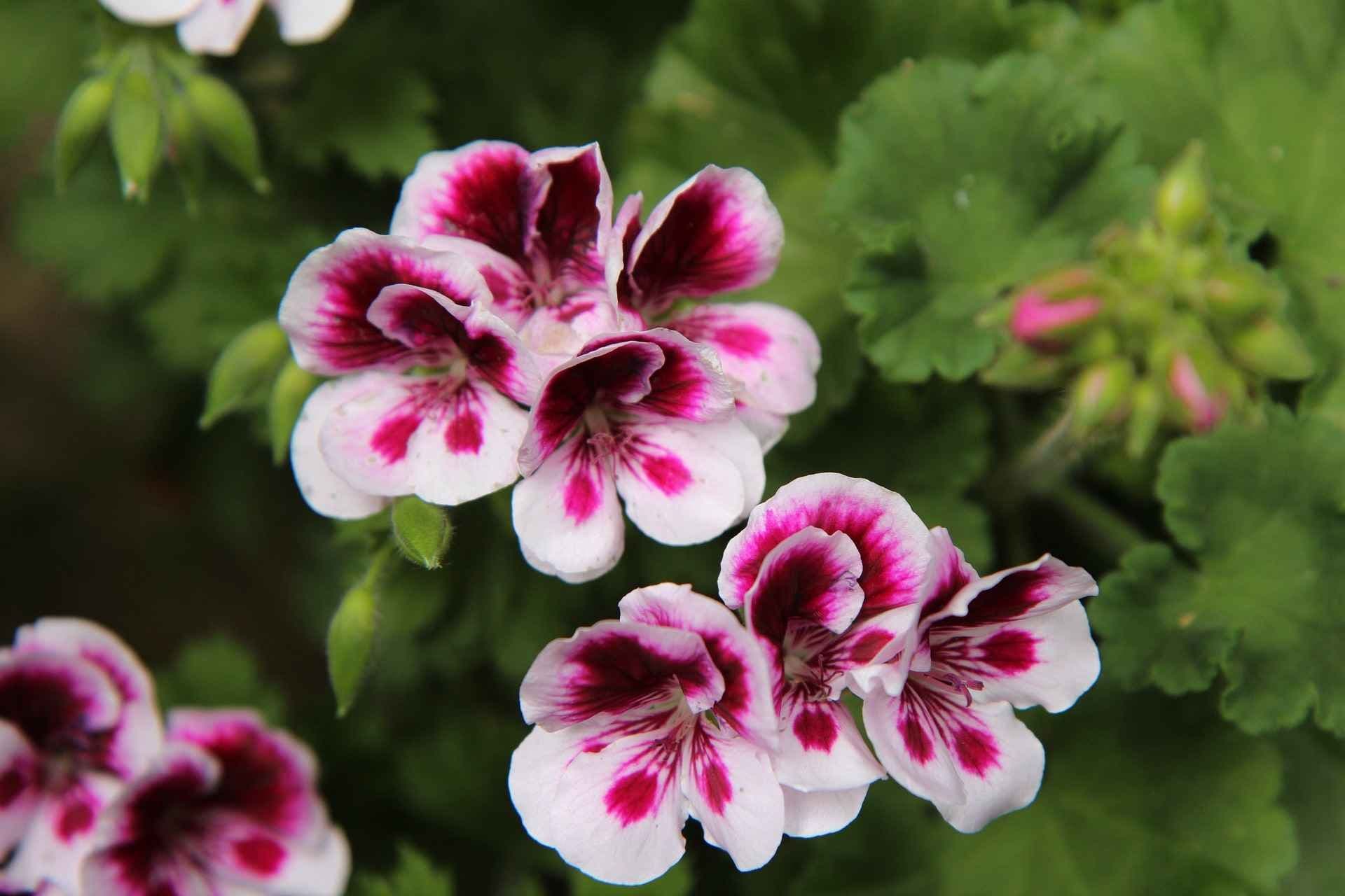 Duftpelargonia i hvit og rosa. Foto. 