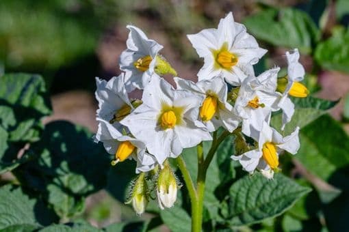 Hvite blomster på potetplantene. Foto.