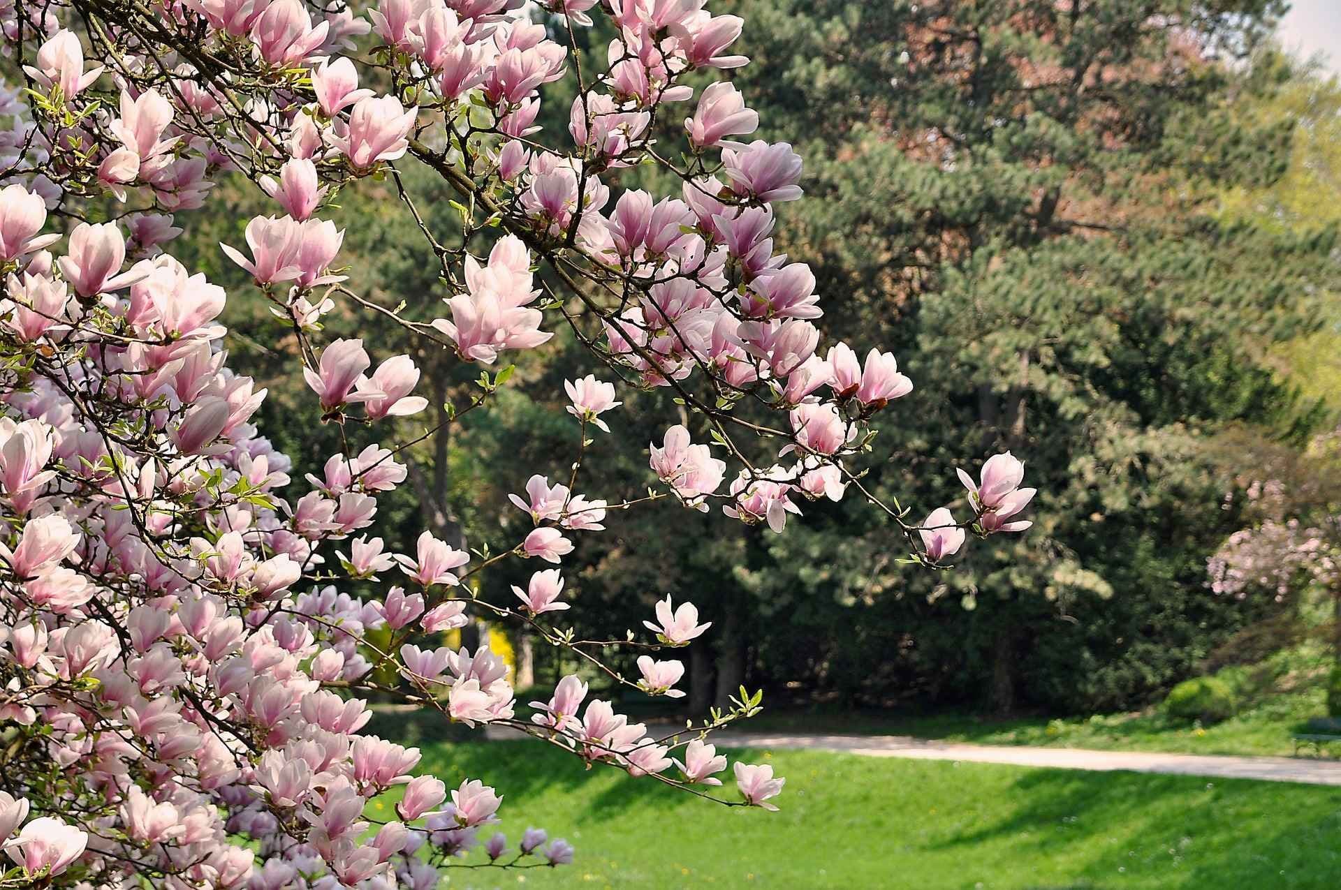 Magnoliatre i full blomst om våren. Foto. 