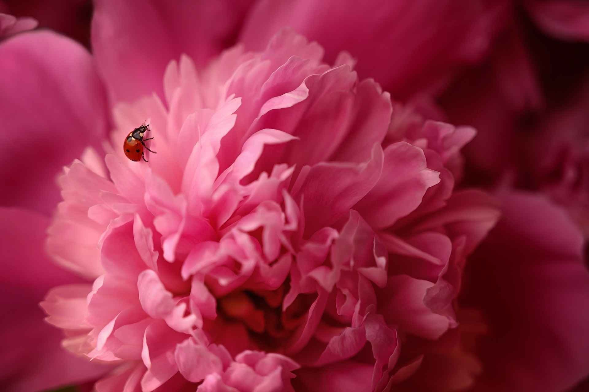 Rosa peon med marihøne. Foto.