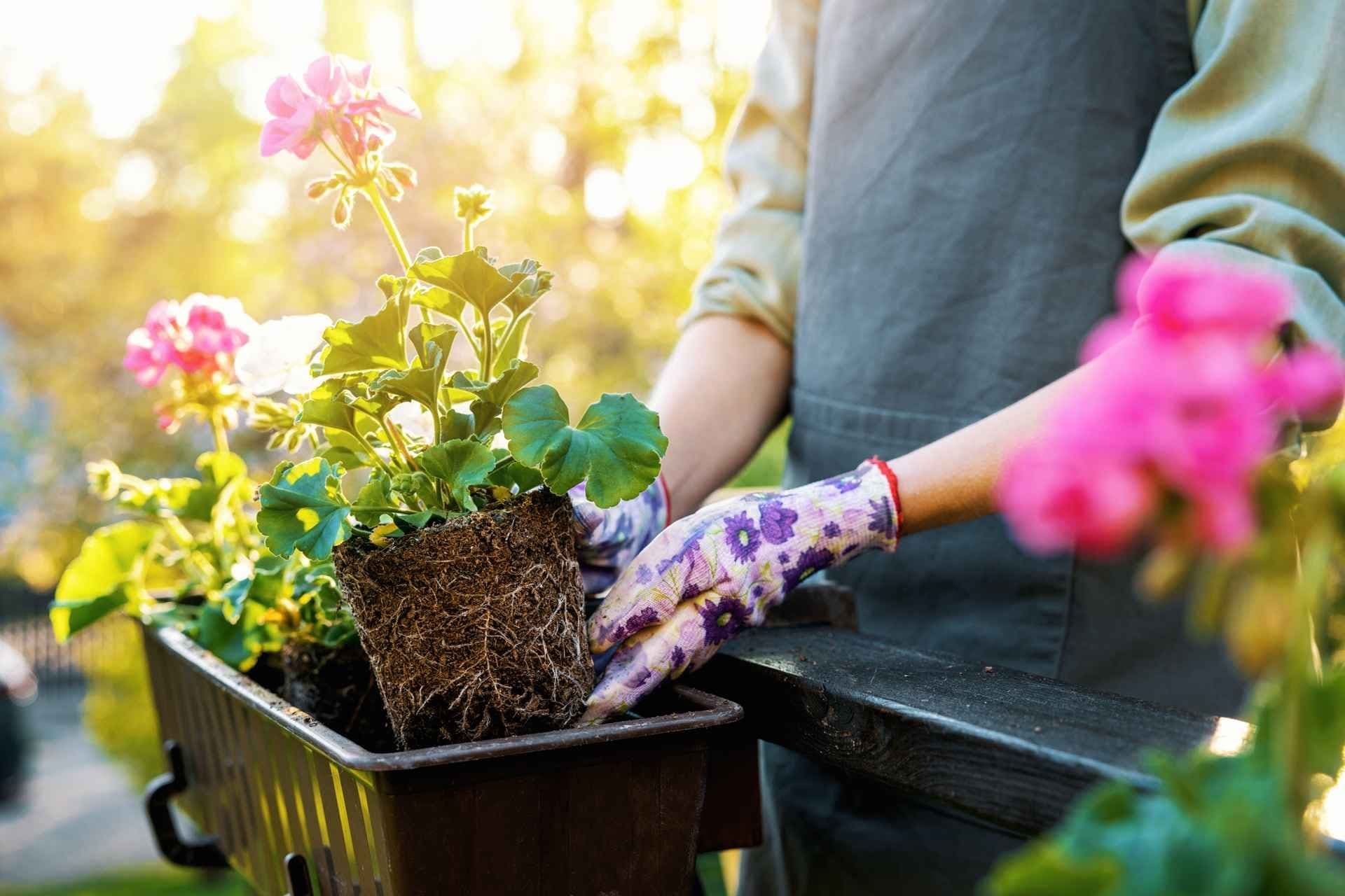 Planting av pelargonia i balkongkasse. Foto. 